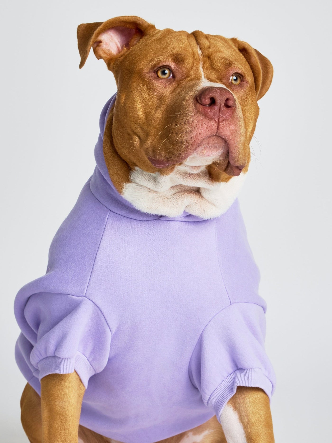 Sudadera con Diseño de Patas en Tonos Pastel